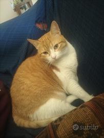 Brunilbe gatta 9 anni