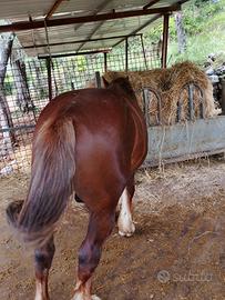 Cavallo tpr