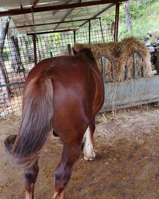 Cavallo tpr