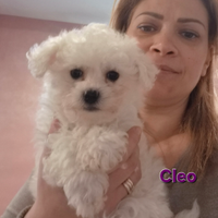 Cuccioli maltesi taglia mini/piccola pelo riccio