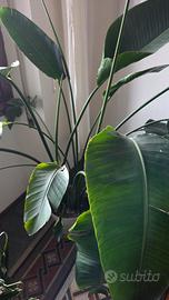 Sterlizia augusta  gigante h 1.70 in vaso da 30cm