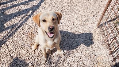 Cane labrador femmina per accoppiamento