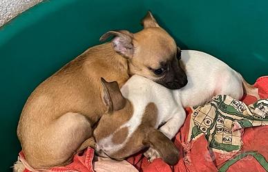 Chihuahua 2 Maschi,Nati il 19/06/2025