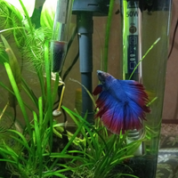 Betta