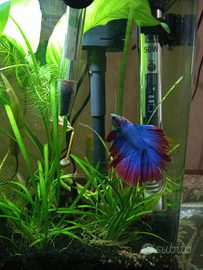 Betta