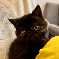 Gatta Persiana British ipertipica