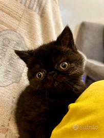 Gatta Persiana British ipertipica