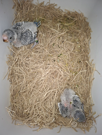 Pulli Cocorite inglesi allevati a mano