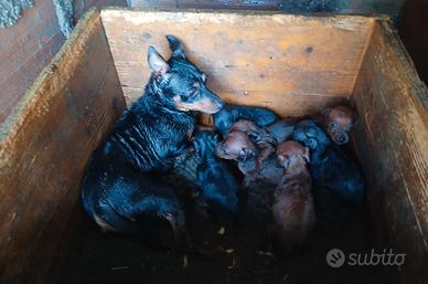 Cuccioli di pinscher toy