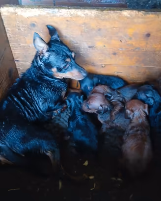 Cuccioli di pinscher toy