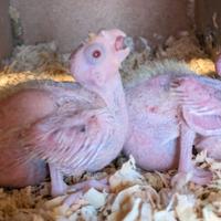 Calopsite allevate a mano