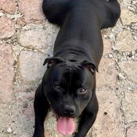 Staffordshire bull terrier per monta
