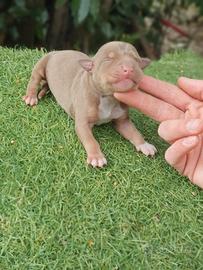 Pitbull tricolor