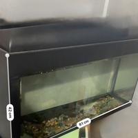 Acquario