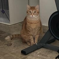 Gatto europeo arancione
