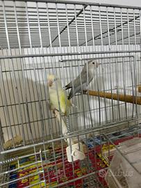 Copia pappagalli inseparabili