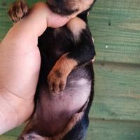 Cucciola di pincher toy