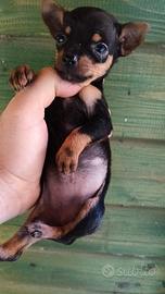 Cucciola di pincher toy