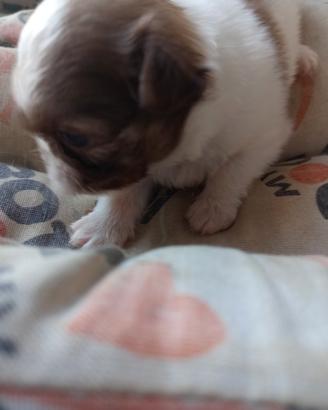 Chihuahua
