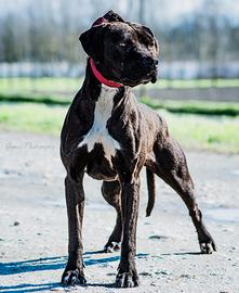 Adozione pitbull