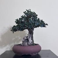 Bonsai phillyrea