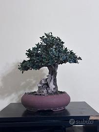 Bonsai phillyrea