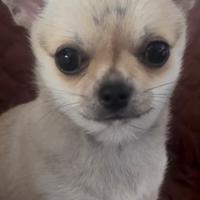 Chihuahua femminuccia pedigree ENCI -