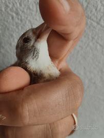 cardellino 