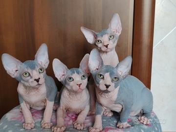 Gattine sphynx