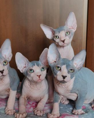 Gattine sphynx