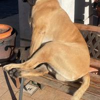 Cane Corso Disponibile per Monta