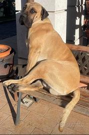 Cane Corso Disponibile per Monta