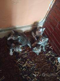 Cuccioli gatto