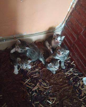 Cuccioli gatto