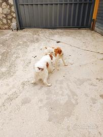 cuccioli Breton bianco arancio