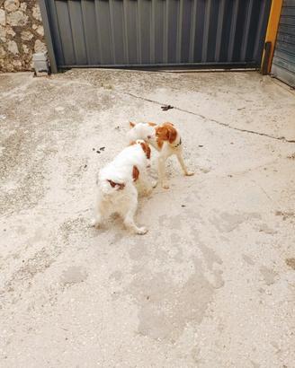 cuccioli Breton bianco arancio