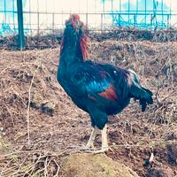 Gallo Araucana