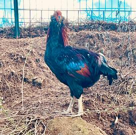 Gallo Araucana