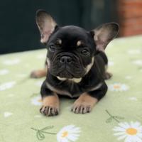 Bulldog francese femmina