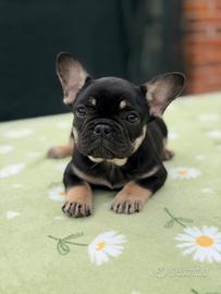 Bulldog francese femmina