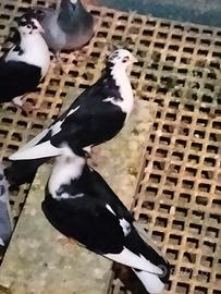 Colombi piccioni