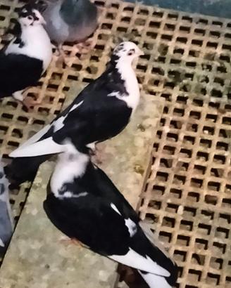 Colombi piccioni