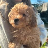 Cucciolo di barboncino