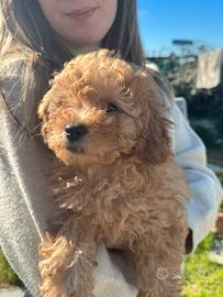 Cucciolo di barboncino