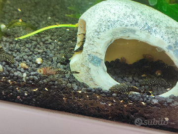 Ancistrus a Piombino(LI)