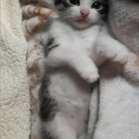 Gattina piccina 60 gg