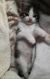 Gattina piccina 60 gg