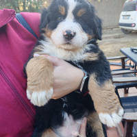 Cuccioli bovaro del bernese con pedigree