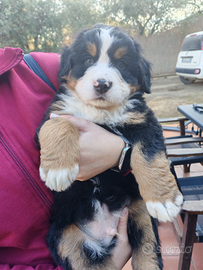 Cuccioli bovaro del bernese con pedigree