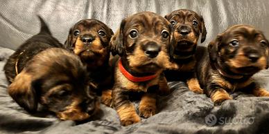 Cuccioli bassotto a pelo duro